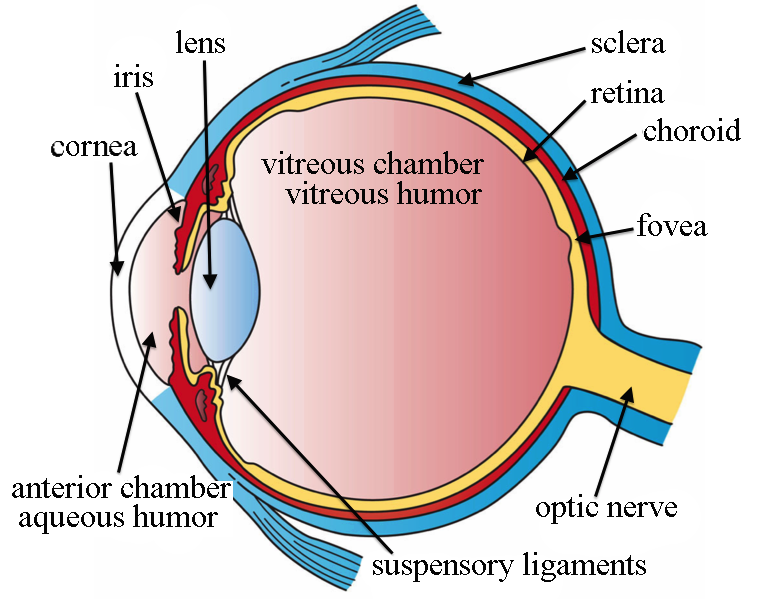 Parts of a human Eye